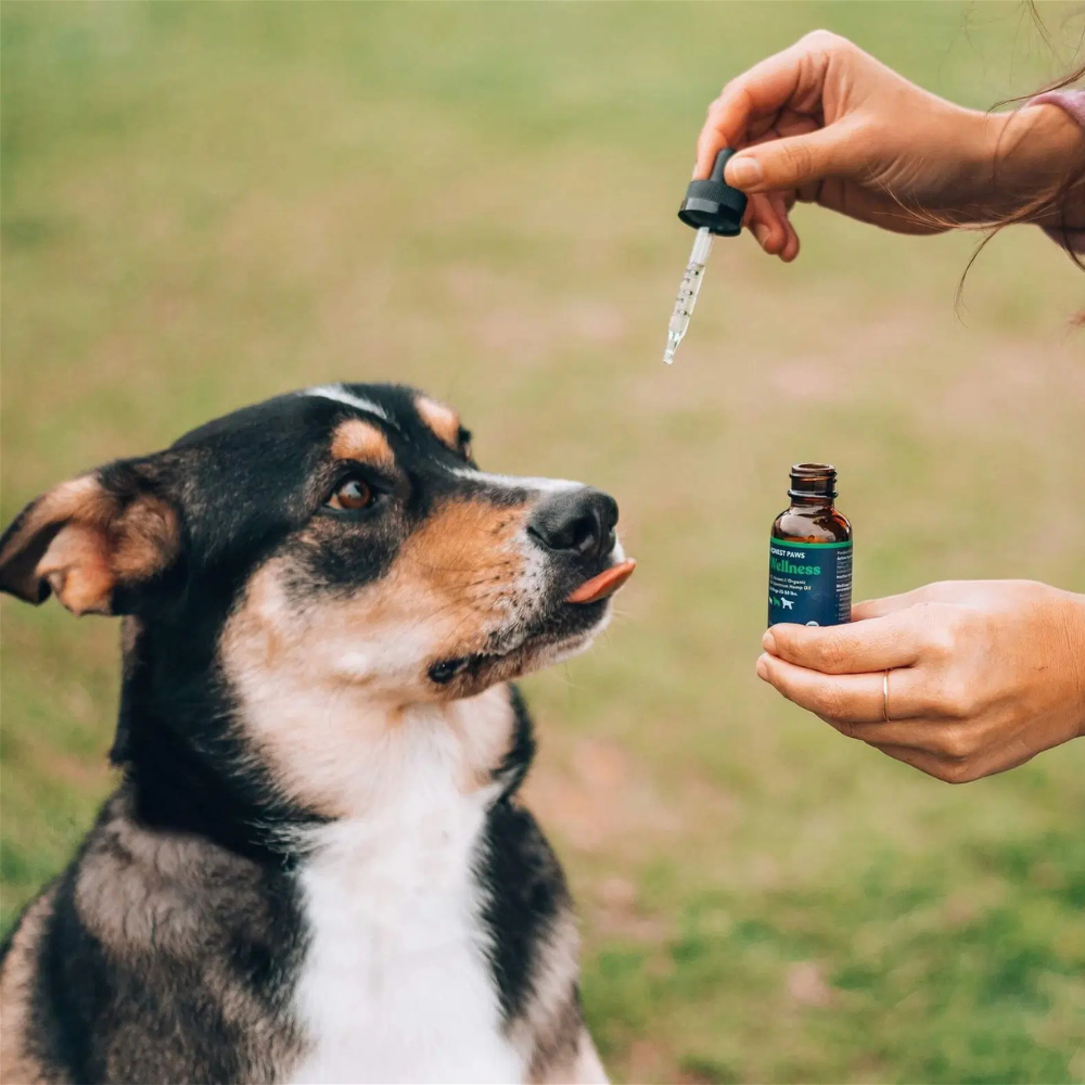 dog grooming