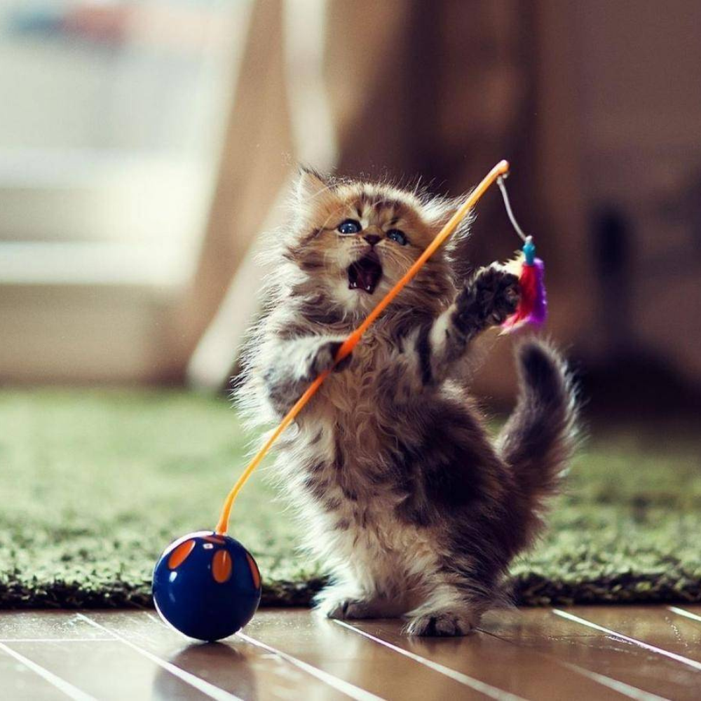 Pet Toys